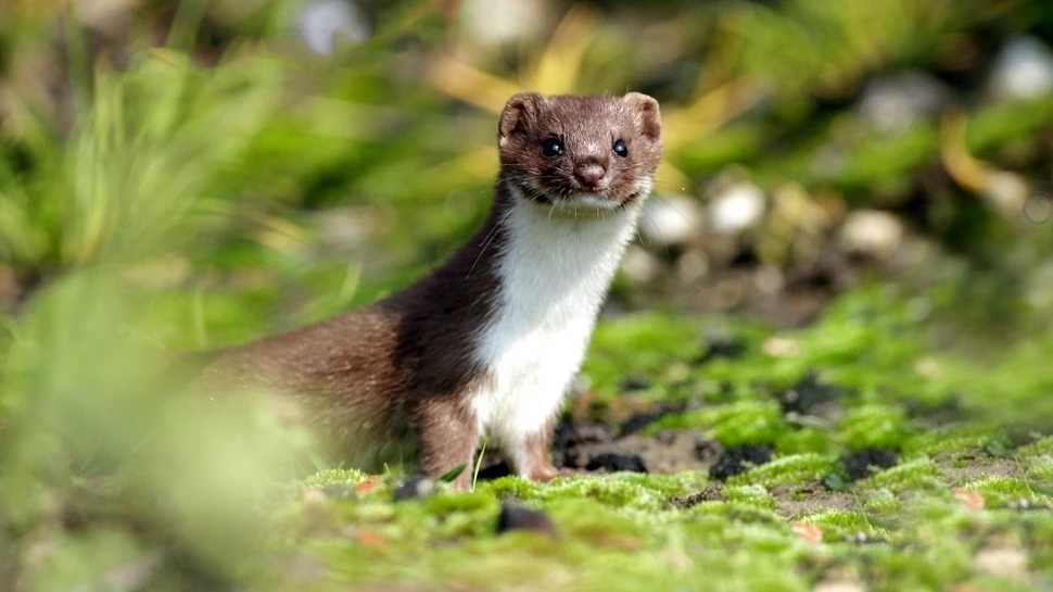 Nevăstuica: cel mai mic carnivor din România