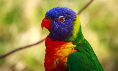 Păsări ”afaceriste”?! Papagalii pot lua decizii economice complexe pentru a scoate profit