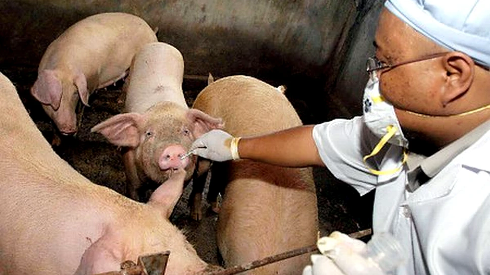 Vaccinul contra gripei porcine va fi gata in octombrie
