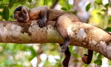 O specie de maimuțe capucin are un risc mai mare de dispariție decât se credea