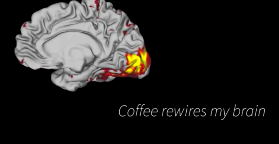Cum ne RESETEAZĂ cafeaua creierul. Un cercetător şi-a scanat creierul de două ori pe săptămână, timp de un an şi jumătate, şi a arătat efectul incredibil al cofeinei – FOTO+VIDEO