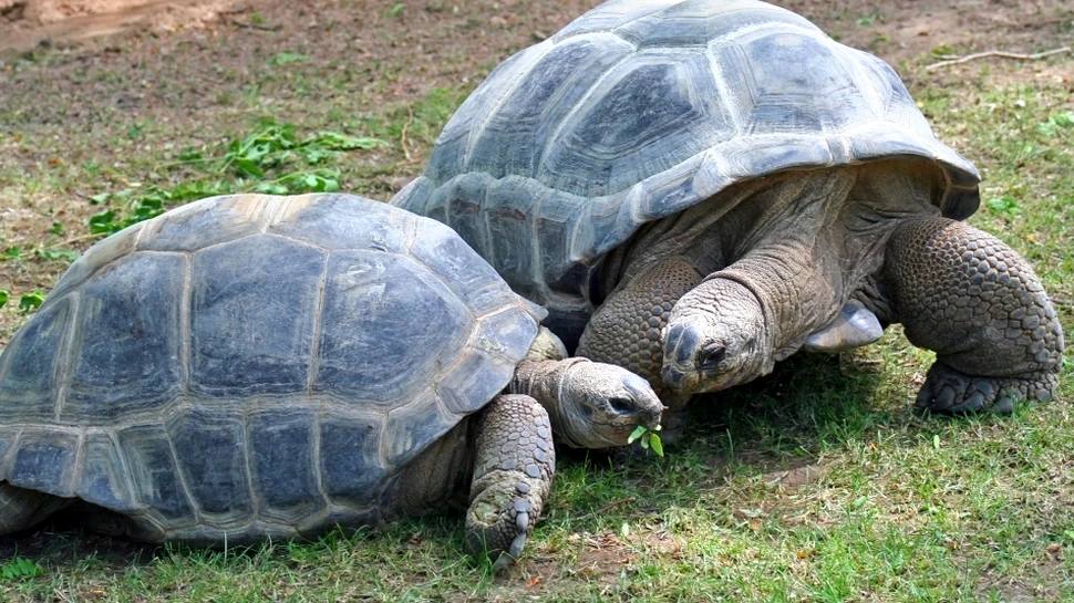 Ţestoasele sunt mai înrudite cu crocodilii şi cu păsările, decât cu şerpii şi şopârlele