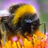 Misterul inteligenței albinelor descifrat de Felicity Muth. Cum reginele bumblebee ne învață despre gândirea animalelor