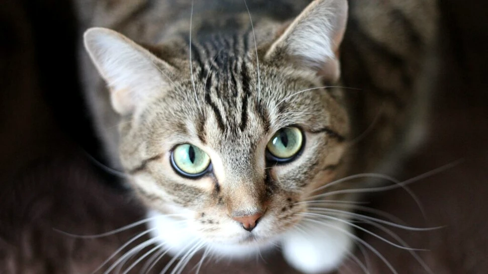 Pisicile pot să-și amintească nume. Ce ne spune asta despre feline?
