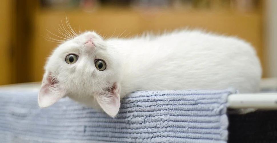 Cercetătorii au aflat ceea ce stăpânii de pisici deja ştiau: felinele îşi recunosc propriul nume