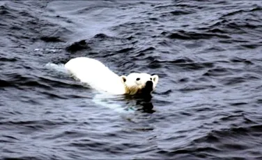 Călătoria epică a unui urs polar: nouă zile de înot în căutarea hranei