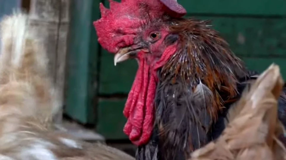 Un cocoş din Franţa şi-a câştigat în instanţă dreptul de a cânta