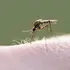 Virusul West Nile face ravagii în Europa. Care este situația în România?