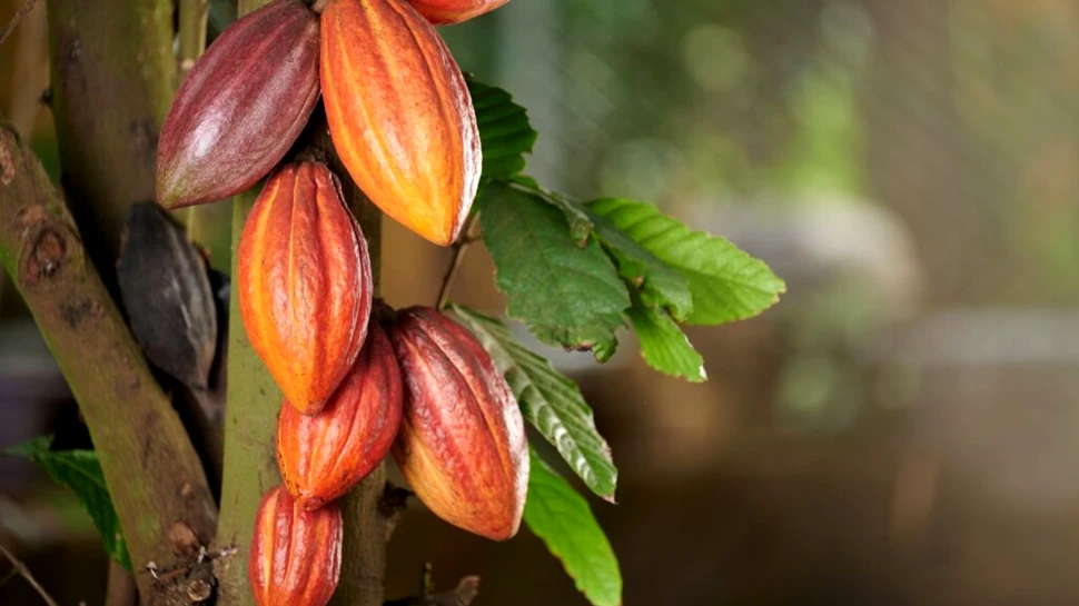 Patru arbori de cacao peruvieni nou descoperiți ar putea salva viitorul ciocolatei