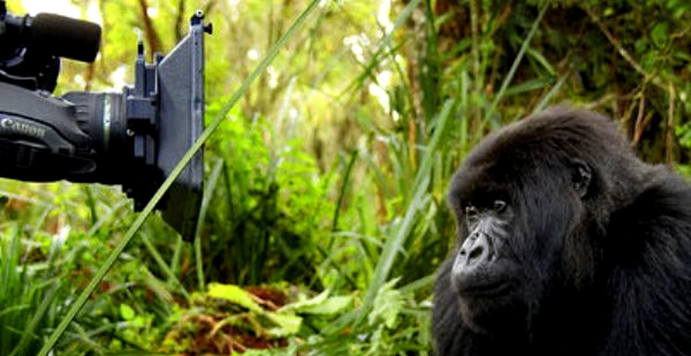Rwanda il jeleste pe Titus-Regele Gorilelor
