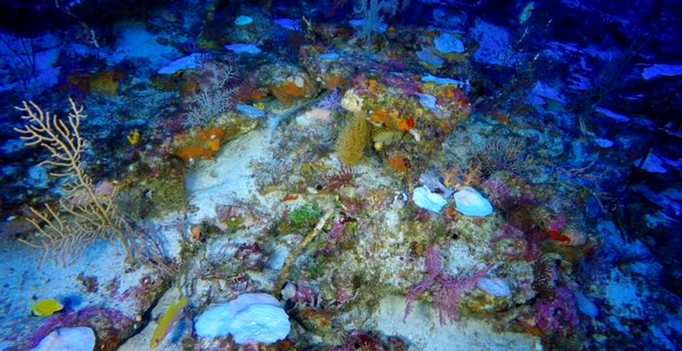 Cea mai mare adâncime la care a fost observată albirea la corali