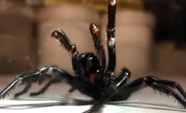 VIDEO. Din seria lucrurilor pe care nu vrei să le găseşti în pantof: cercetătorii au descoperit un individ gigantic din specia celor mai veninoşi păianjeni din lume