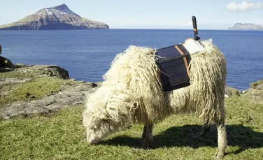 De la Google Street View la Sheep View: Locuitorii insulelor Feroe au montat camere 360 pe oile lor – VIDEO