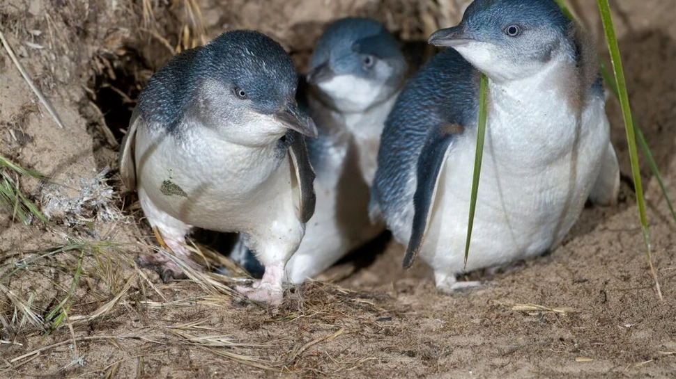 Cel mai adorabil pinguin dispărut de pe Pământ, dezvăluit de mici fosile