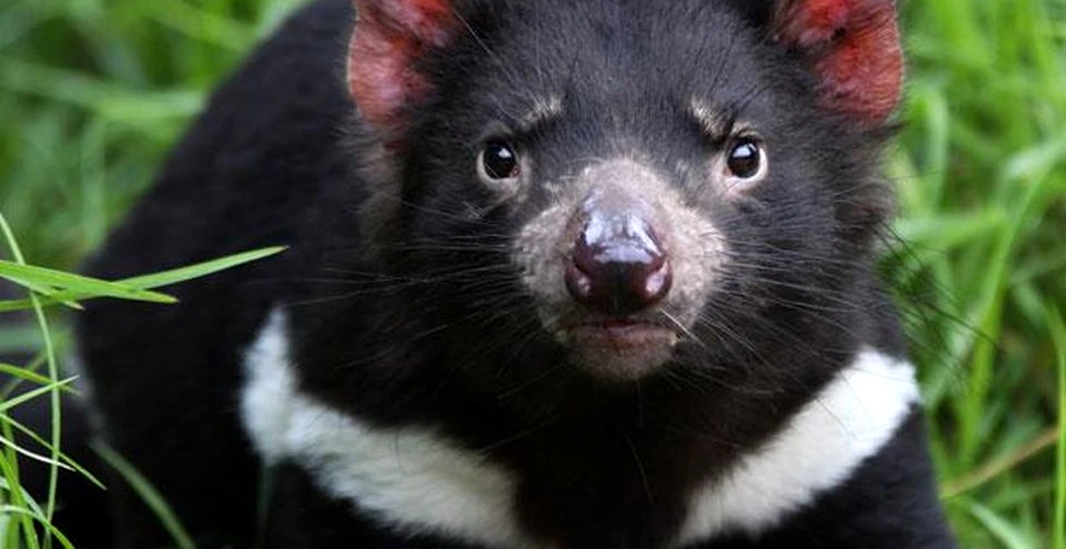 Modul surprinzător în care evoluează diavolii tasmanieni. Ei devin imuni la o boală deosebit de gravă