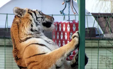 Moş Crăciun a venit la animalele de la Zoo Oradea – GALERIE FOTO