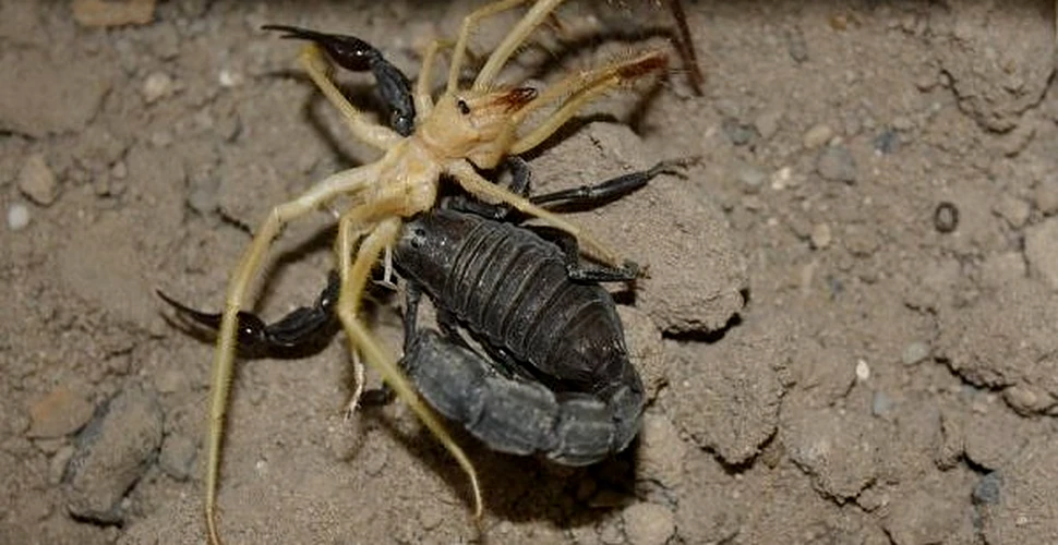 Paianjenul camila VS Scorpion. Razboiul regilor desertului (VIDEO)