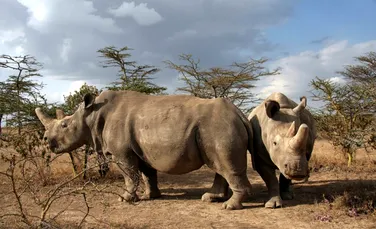 Rinocerul alb nordic ar putea fi salvat de la extincție. Ce metodă încearcă cercetătorii?