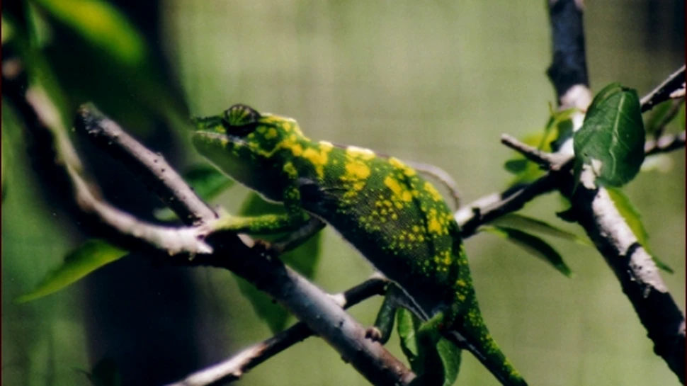 Cameleonii au cea mai scurta viata dintre vertebrate