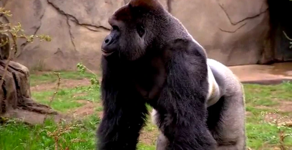 O gorilă pe cale de dispariţie a fost împuşcată mortal ca urmare a unui incident şocant. ”Putea fi şi mai rău” – FOTO+VIDEO