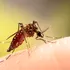 Un virus transmis de țânțari care afectează creierul se răspândește mai repede decât de obicei