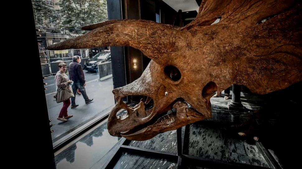 Se vinde Big John, cel mai mare schelet cunoscut de Triceratops