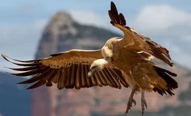 Un vultur suspectat de spionaj a fost capturat