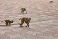 Cum încearcă India să alunge maimuțele rhesus înainte de summitul G20?