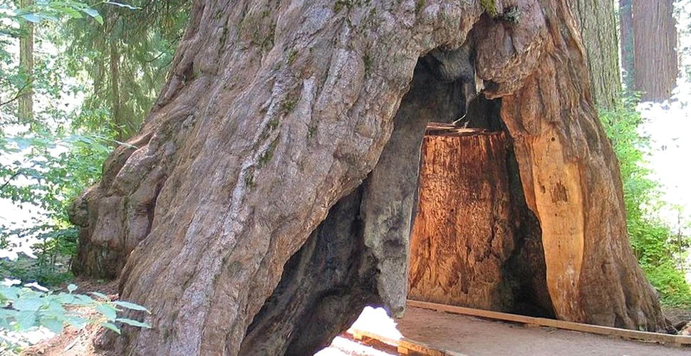 Un arbore legendar, vechi de aproape 2.000 de ani,  a fost doborât de o furtună puternică