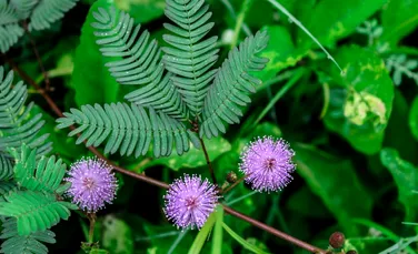 Pot plantele să numere? Un studiu dezvăluie un răspuns extraordinar!