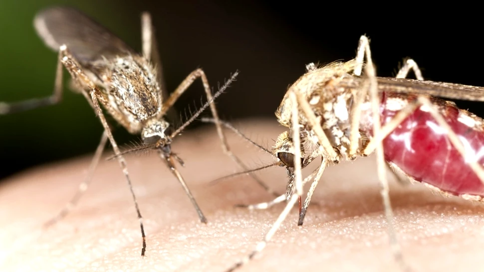 Înţepăturile acestui ţânţar provocă infecţii letale la nivelul creierului. Care sunt măsurile de precauţie