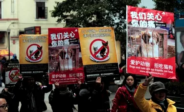 Activiştii chinezi au salvat 500 de câini destinaţi consumului