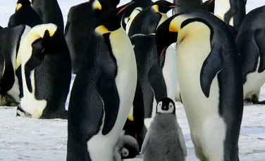 Pinguinii sunt în mare pericol: mii de pui mor în Antarctica