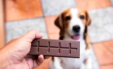 Interzis la ciocolată! De ce nu se pot bucura și câinii de acest răsfăț?