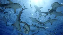 Rechinii din Golful Mexic au învățat „să fure” din plasele de pescuit