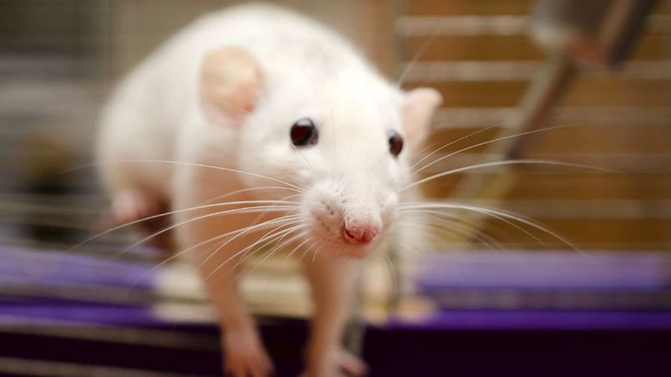 Şoarecii au fost transformaţi în ucigaşi prin intermediul luminii
