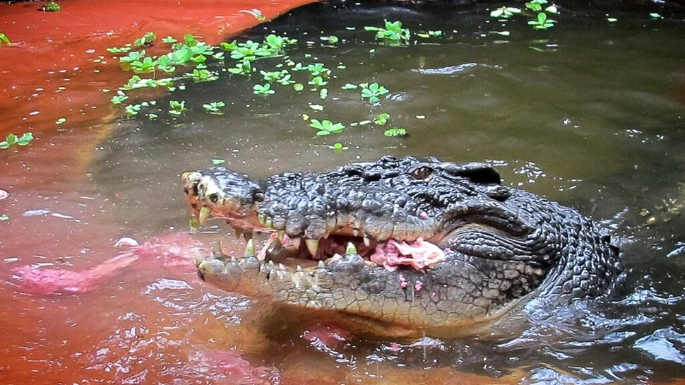 Cel mai mare crocodil aflat în captivitate a împlinit 120 de ani