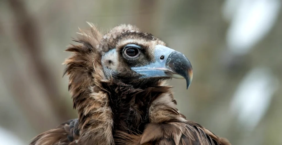 De la morbiditate la putere și protecție: ce semnificații au vulturii în diferite culturi ale lumii?