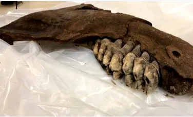 Fosila unui animal dispărut în urmă cu 10.000 de ani, descoperită de un elev de liceu