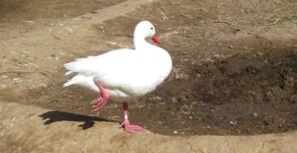 Rata care se visa flamingo (Funny foto)