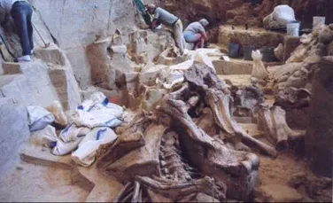 Un schelet de mamut vechi de un milion de ani a fost dezgropat in Serbia