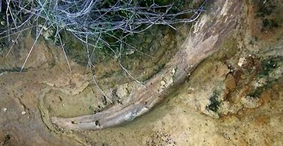 Posibil fildes de mamut, descoperit in California