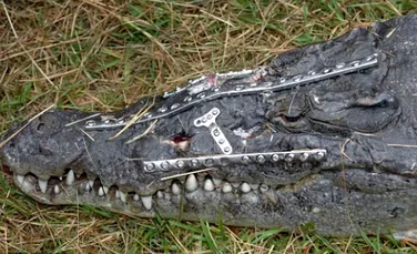 Robo-Crocodilul a scapat de la moarte