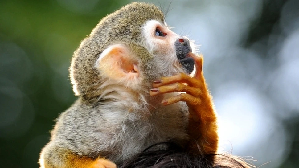 Pierderile de memorie provocate de îmbătrânire sunt reversibile