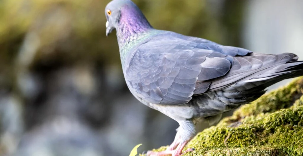 Un bărbat din Tokyo, arestat după ce ar fi biciuit un porumbel înainte să-l ucidă