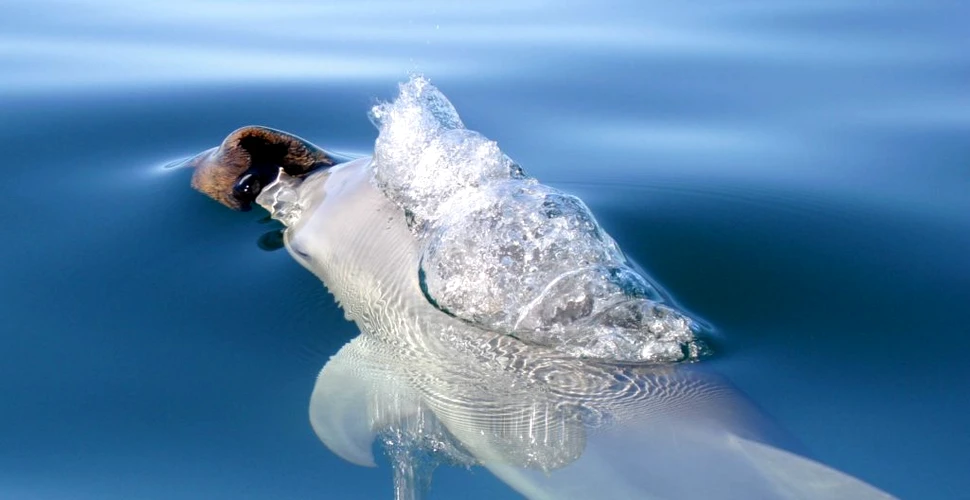 Delfinii sunt atât de inteligenți încât învață de la prietenii lor cum să folosească unelte