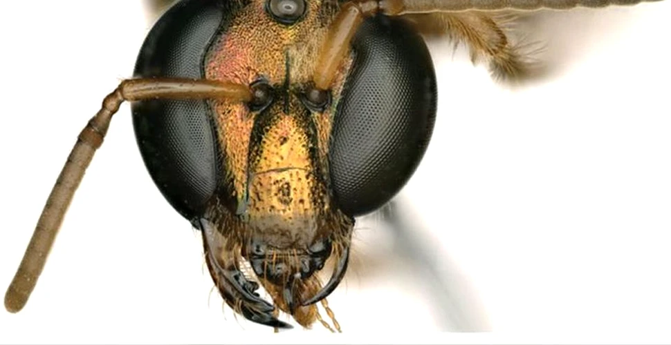 Descoperirea inedită! O albină are corpul împărţit în două: jumătate mascul şi jumătate femelă