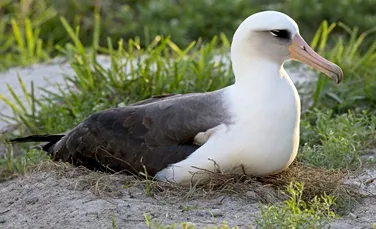 Un albatros numit Wisdom, cea mai bătrână pasăre sălbatică din lume, a depus cel de-al 60-lea ou