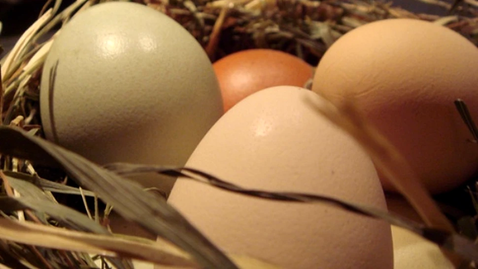 Indienii au cele mai mari oua din lume