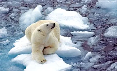 Vladimir Putin va salva ursii polari